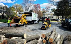 Best Tree Maintenance Programs  in Leadwood, MO